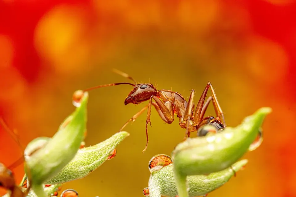 Ant — Pest Control — Ant, Plant Stem, Water Droplet, Pest Control, Pest Control