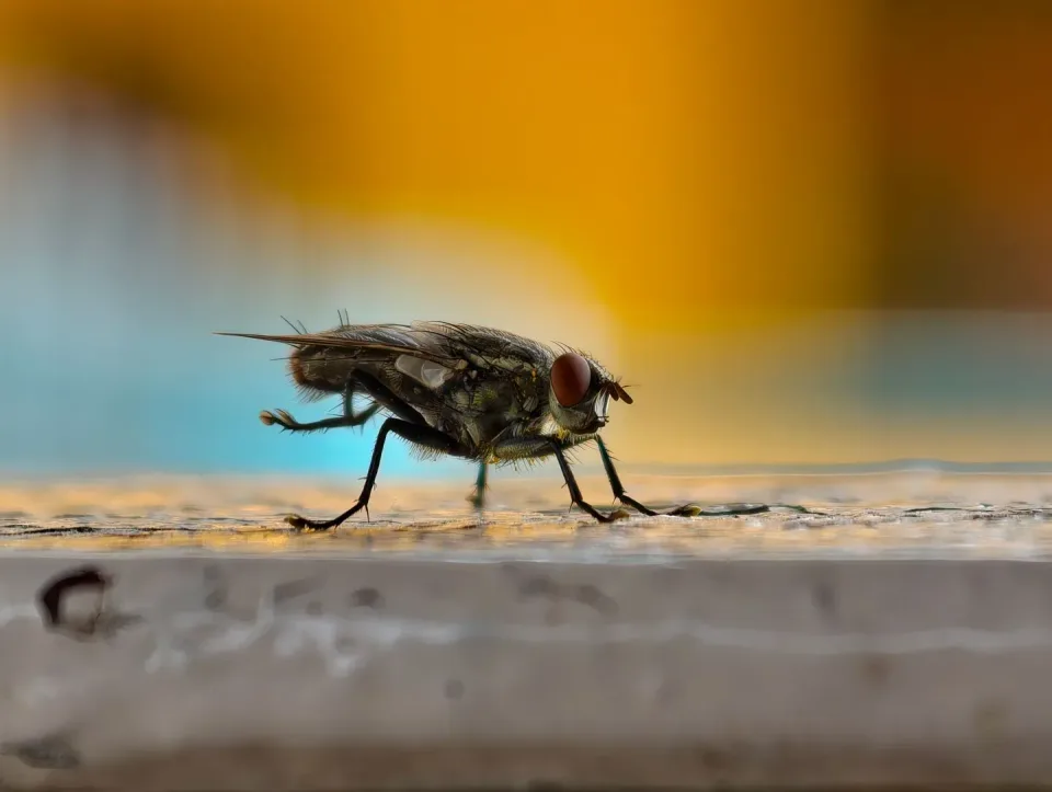 House Fly — Pest Control — House Fly, Insect, Compound Eye, Pest Control, Pest Control